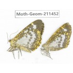 Geometridae sp. China, Tibet, Linzhi, Bomi county. 2Pcs. Moth-Geom-211452.