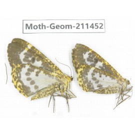 Geometridae sp. China, Tibet, Linzhi, Bomi county. 2Pcs. Moth-Geom-211452.