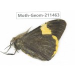 Geometridae sp. China, Tibet, Linzhi, Bomi county. 1Pcs. Moth-Geom-211463.
