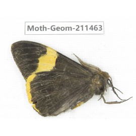 Geometridae sp. China, Tibet, Linzhi, Bomi county. 1Pcs. Moth-Geom-211463.