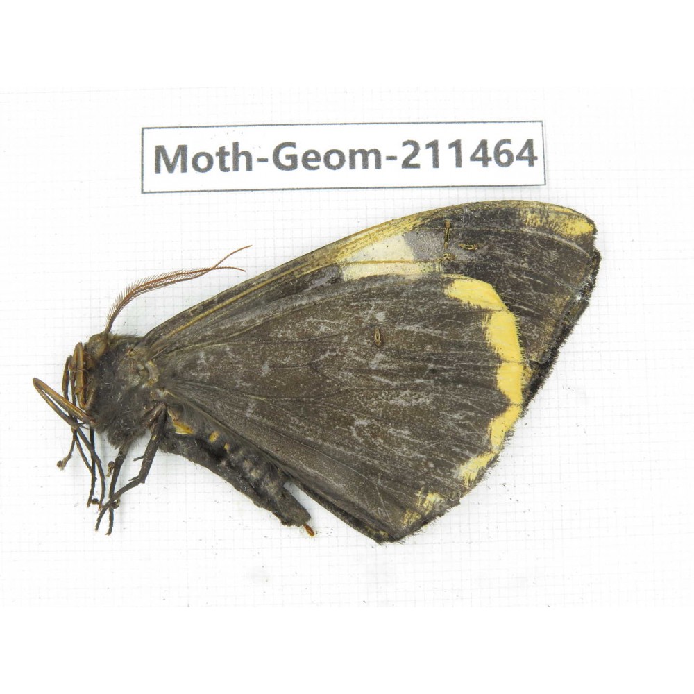 Geometridae sp. China, Tibet, Linzhi, Bomi county. 1Pcs. Moth-Geom-211464.