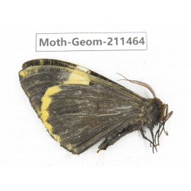 Geometridae sp. China, Tibet, Linzhi, Bomi county. 1Pcs. Moth-Geom-211464.