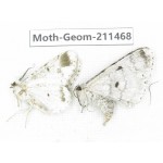 Geometridae sp. China, Tibet, Linzhi, Bomi county. 2Pcs. Moth-Geom-211468.
