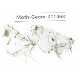 Geometridae sp. China, Tibet, Linzhi, Bomi county. 2Pcs. Moth-Geom-211468.