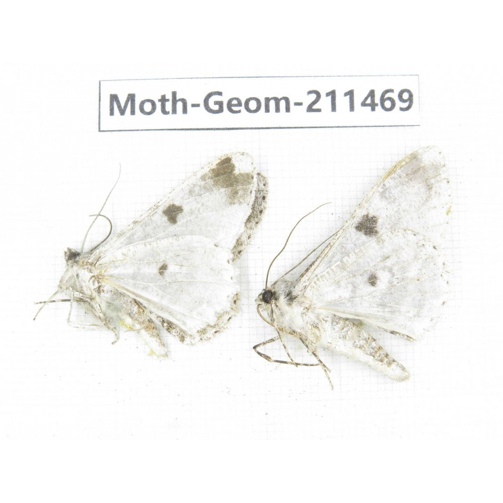 Geometridae sp. China, Tibet, Linzhi, Bomi county. 2Pcs. Moth-Geom-211469.