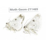 Geometridae sp. China, Tibet, Linzhi, Bomi county. 2Pcs. Moth-Geom-211469.