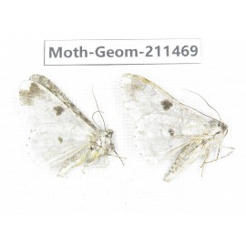 Geometridae sp. China, Tibet, Linzhi, Bomi county. 2Pcs. Moth-Geom-211469.