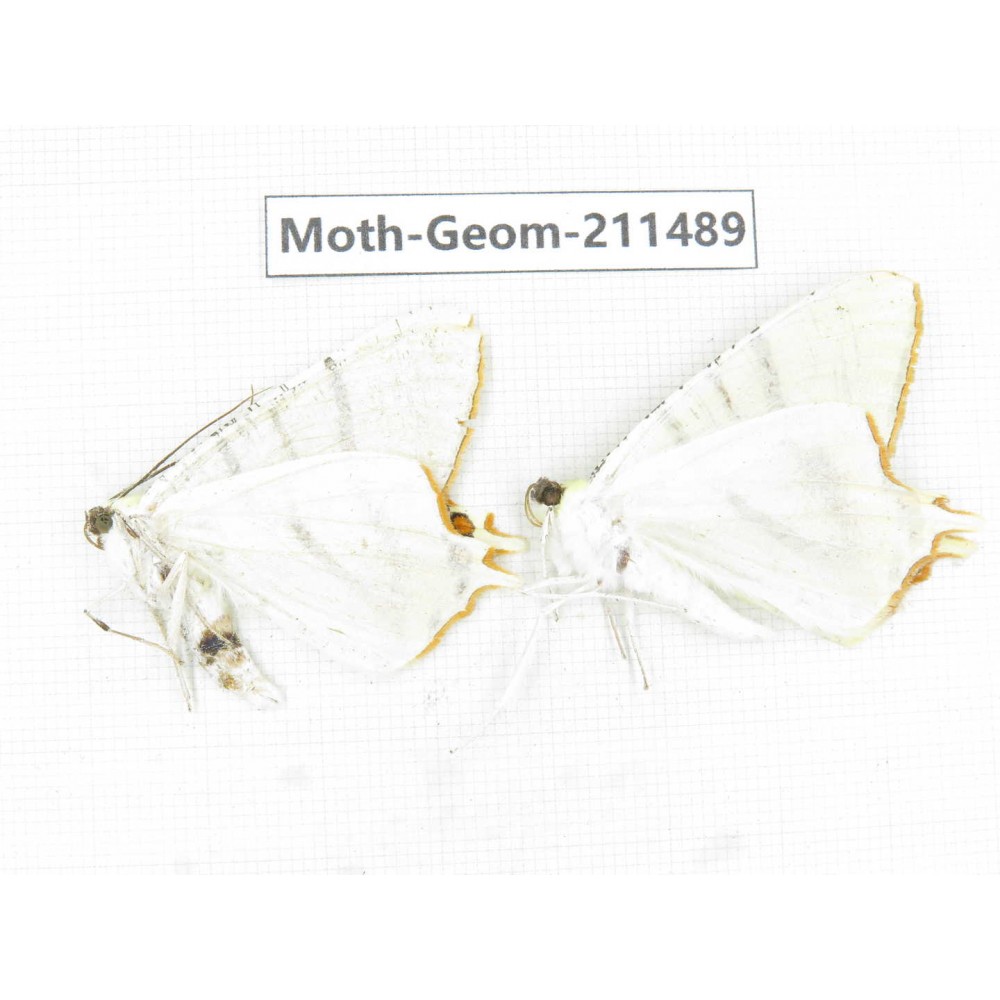Geometridae sp. China, Tibet, Linzhi, Bomi county. 2Pcs. Moth-Geom-211489.