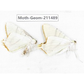 Geometridae sp. China, Tibet, Linzhi, Bomi county. 2Pcs. Moth-Geom-211489.