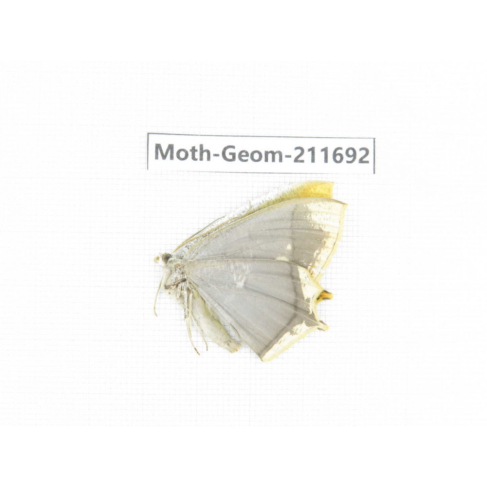 Geometridae sp. China, Tibet, Linzhi, Motuo county, Beibeng. 1M. Moth-Geom-211692.