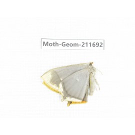 Geometridae sp. China, Tibet, Linzhi, Motuo county, Beibeng. 1M. Moth-Geom-211692.