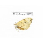Geometridae sp. China, Tibet, Linzhi, Motuo county, Beibeng. 1Pcs. Moth-Geom-211693.