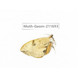 Geometridae sp. China, Tibet, Linzhi, Motuo county, Beibeng. 1Pcs. Moth-Geom-211693.