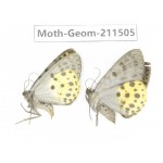 Geometridae sp. China, Tibet, Linzhi, Motuo county. 2Pcs. Moth-Geom-211505.