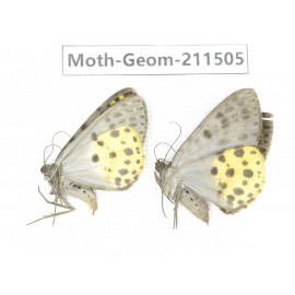 Geometridae sp. China, Tibet, Linzhi, Motuo county. 2Pcs. Moth-Geom-211505.