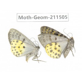 Geometridae sp. China, Tibet, Linzhi, Motuo county. 2Pcs. Moth-Geom-211505.