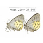 Geometridae sp. China, Tibet, Linzhi, Motuo county. 2Pcs. Moth-Geom-211506.