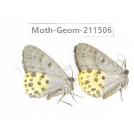 Geometridae sp. China, Tibet, Linzhi, Motuo county. 2Pcs. Moth-Geom-211506.