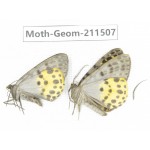 Geometridae sp. China, Tibet, Linzhi, Motuo county. 2Pcs. Moth-Geom-211507.