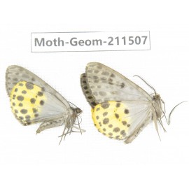 Geometridae sp. China, Tibet, Linzhi, Motuo county. 2Pcs. Moth-Geom-211507.