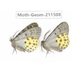 Geometridae sp. China, Tibet, Linzhi, Motuo county. 2Pcs. Moth-Geom-211508.