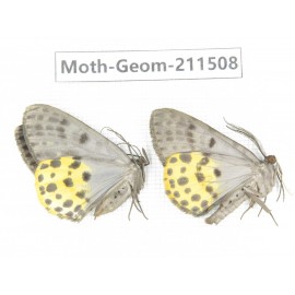 Geometridae sp. China, Tibet, Linzhi, Motuo county. 2Pcs. Moth-Geom-211508.