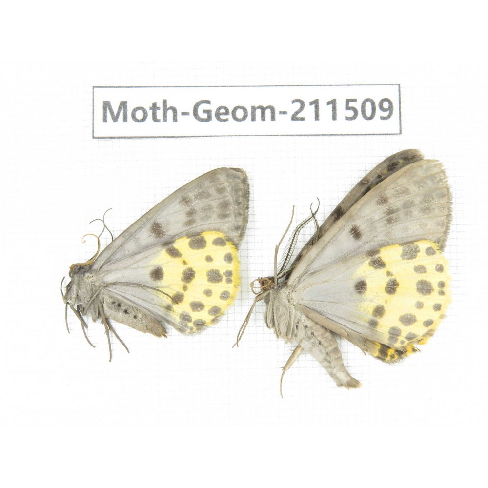Geometridae sp. China, Tibet, Linzhi, Motuo county. 2Pcs. Moth-Geom-211509.