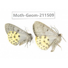 Geometridae sp. China, Tibet, Linzhi, Motuo county. 2Pcs. Moth-Geom-211509.