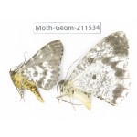 Geometridae sp. China, Tibet, Linzhi, Motuo county. 2Pcs. Moth-Geom-211534.