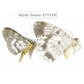 Geometridae sp. China, Tibet, Linzhi, Motuo county. 2Pcs. Moth-Geom-211534.