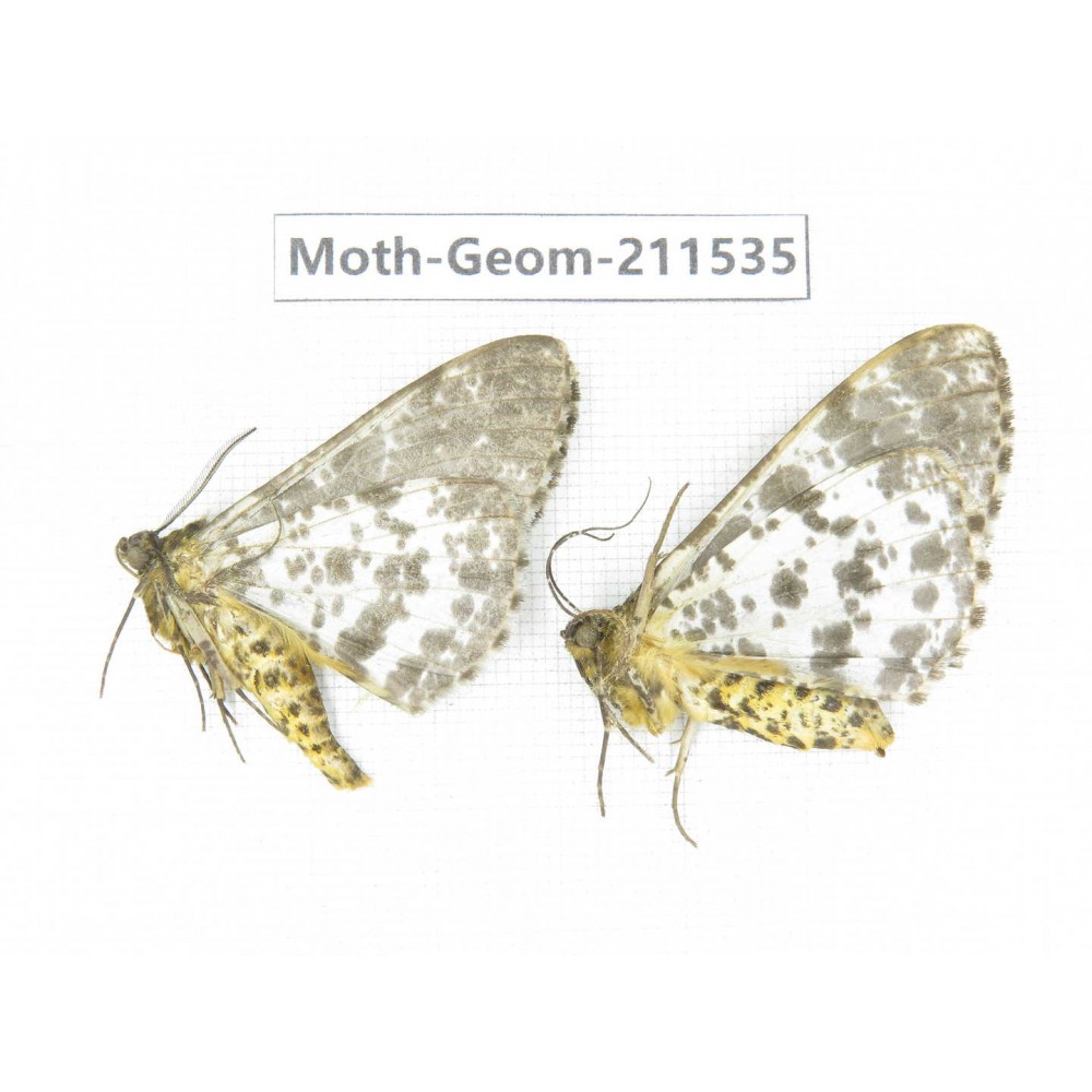 Geometridae sp. China, Tibet, Linzhi, Motuo county. 2Pcs. Moth-Geom-211535.
