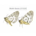 Geometridae sp. China, Tibet, Linzhi, Motuo county. 2Pcs. Moth-Geom-211535.