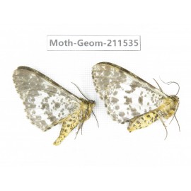 Geometridae sp. China, Tibet, Linzhi, Motuo county. 2Pcs. Moth-Geom-211535.