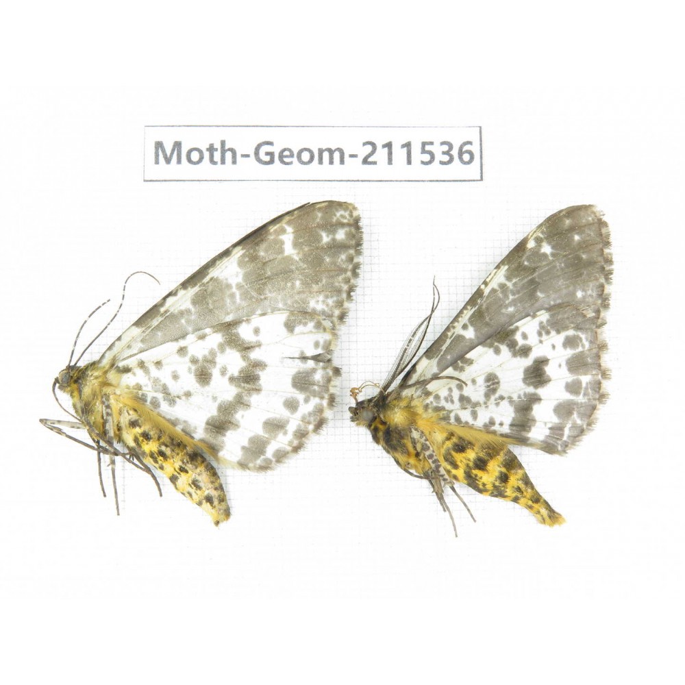 Geometridae sp. China, Tibet, Linzhi, Motuo county. 2Pcs. Moth-Geom-211536.