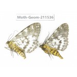 Geometridae sp. China, Tibet, Linzhi, Motuo county. 2Pcs. Moth-Geom-211536.