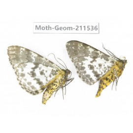 Geometridae sp. China, Tibet, Linzhi, Motuo county. 2Pcs. Moth-Geom-211536.