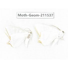 Geometridae sp. China, Tibet, Linzhi, Motuo county. 2Pcs. Moth-Geom-211537.