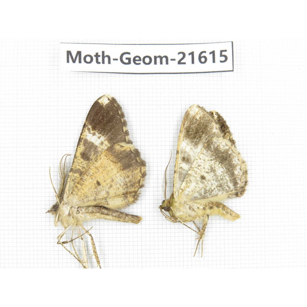 Geometridae sp. China, Tibet, Linzhi, Motuo county. 2Pcs. Moth-Geom-21615.