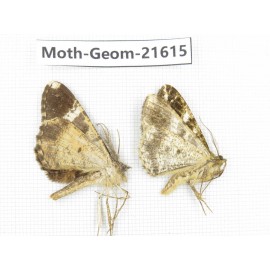 Geometridae sp. China, Tibet, Linzhi, Motuo county. 2Pcs. Moth-Geom-21615.