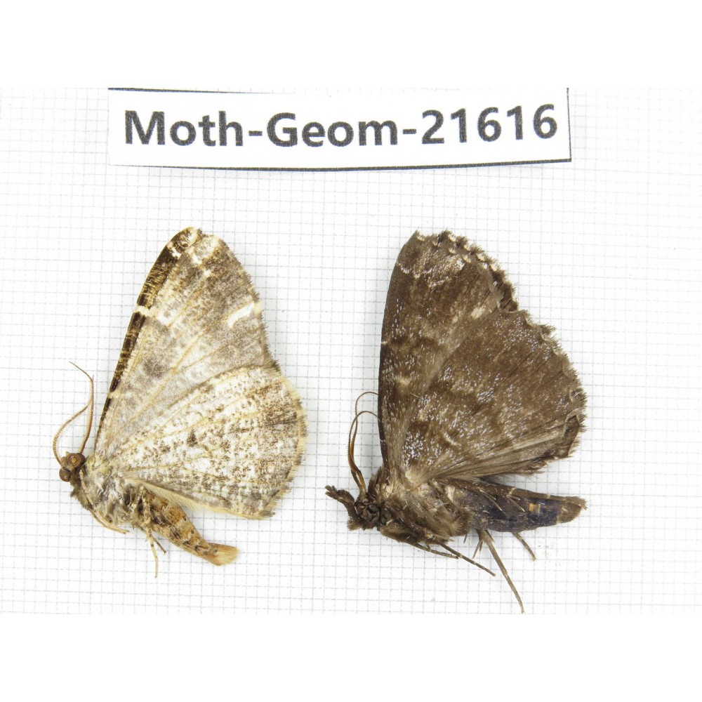 Geometridae sp. China, Tibet, Linzhi, Motuo county. 2Pcs. Moth-Geom-21616.