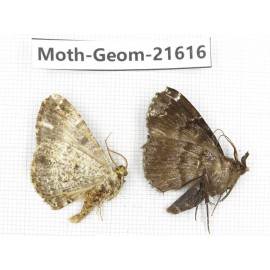Geometridae sp. China, Tibet, Linzhi, Motuo county. 2Pcs. Moth-Geom-21616.