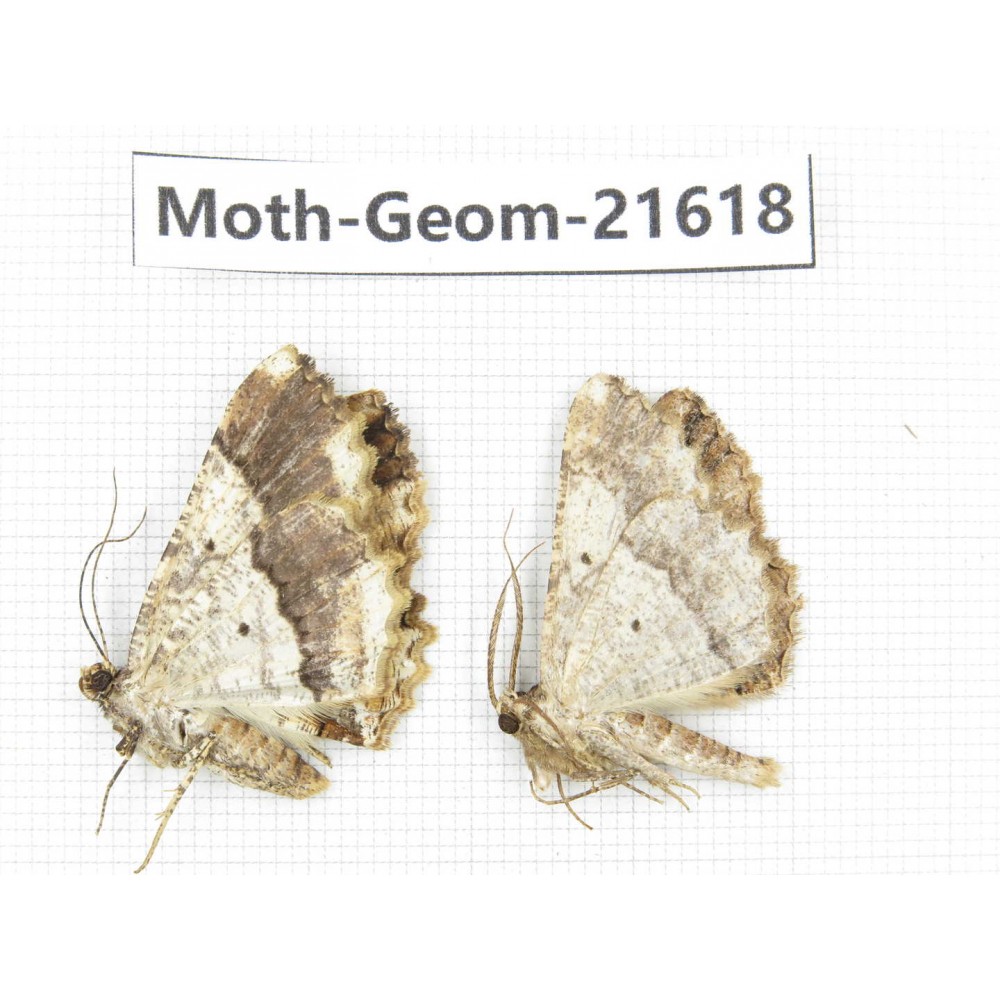 Geometridae sp. China, Tibet, Linzhi, Motuo county. 2Pcs. Moth-Geom-21618.