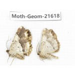 Geometridae sp. China, Tibet, Linzhi, Motuo county. 2Pcs. Moth-Geom-21618.