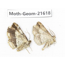 Geometridae sp. China, Tibet, Linzhi, Motuo county. 2Pcs. Moth-Geom-21618.