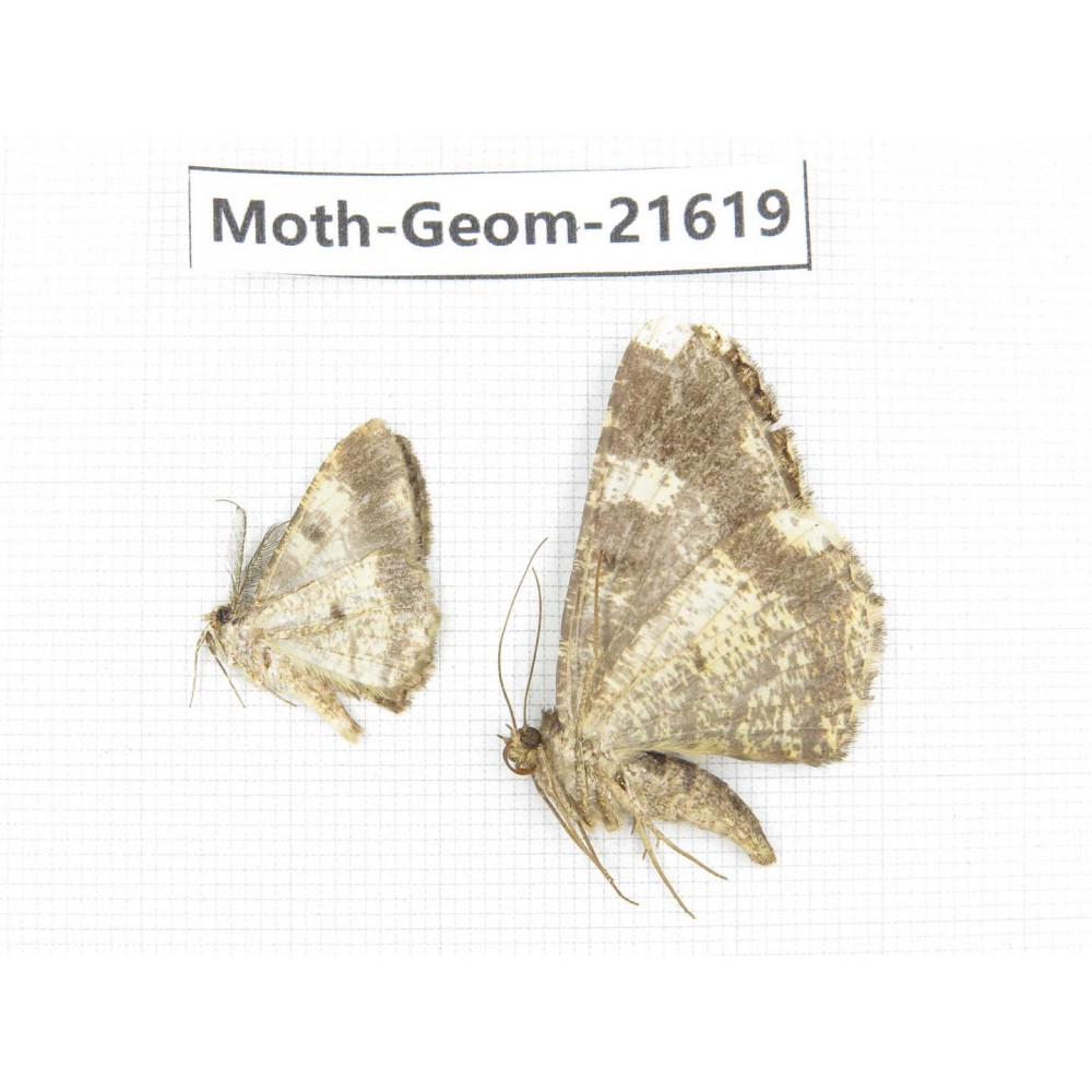 Geometridae sp. China, Tibet, Linzhi, Motuo county. 2Pcs. Moth-Geom-21619.