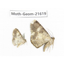 Geometridae sp. China, Tibet, Linzhi, Motuo county. 2Pcs. Moth-Geom-21619.