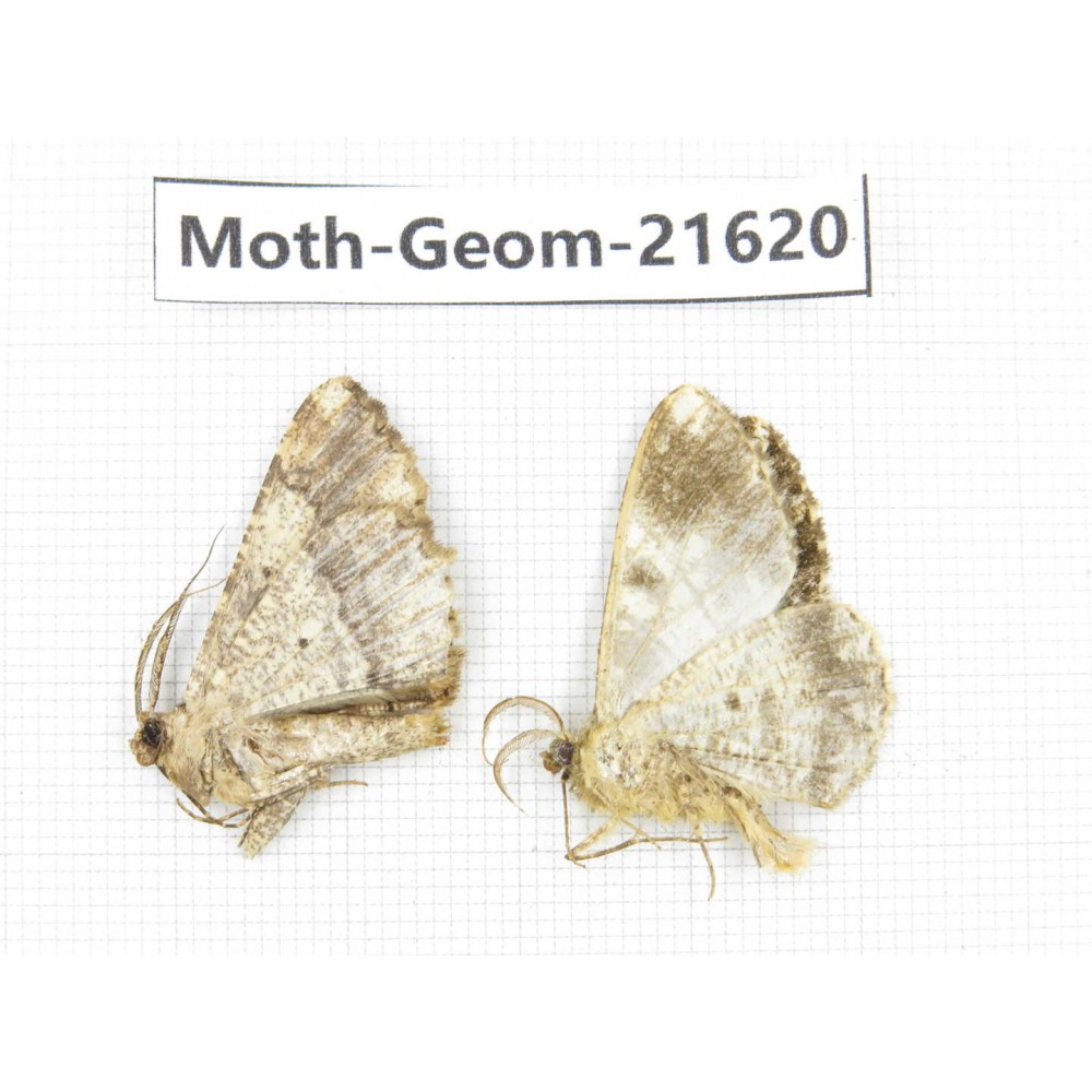 Geometridae sp. China, Tibet, Linzhi, Motuo county. 2Pcs. Moth-Geom-21620.