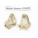 Geometridae sp. China, Tibet, Linzhi, Motuo county. 2Pcs. Moth-Geom-21620.