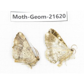 Geometridae sp. China, Tibet, Linzhi, Motuo county. 2Pcs. Moth-Geom-21620.