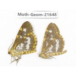 Geometridae sp. China, Tibet, Linzhi, Motuo county. 2Pcs. Moth-Geom-21648.